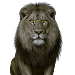 Majestic male lion staring forward with strength and confidence, symbolizing courage during divorce.