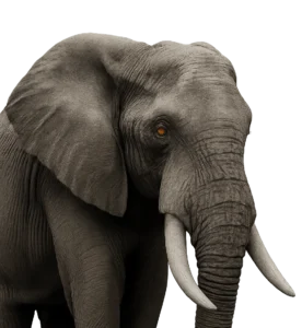 The Common Sense Guide to A Separation Agreement in Ontario 2 Close-up, black and white image of a male elephant with tusks in a three-quarter profile, eye colorized to symbolize strength, memory, and wisdom in the separation agreement process