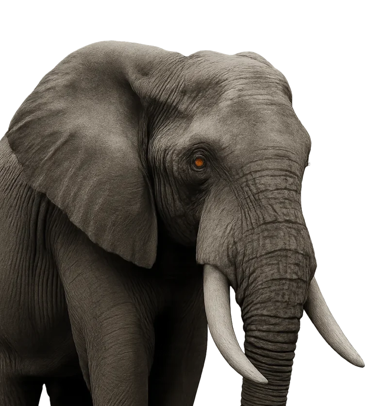 The Common Sense Guide to A Separation Agreement in Ontario 1 Close-up, black and white image of a male elephant with tusks in a three-quarter profile, eye colorized to symbolize strength, memory, and wisdom in the separation agreement process