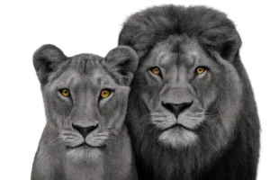 Black and white image of a male and female lion looking directly at the camera, with colorized eyes symbolizing balance, strength, and partnership in spousal support