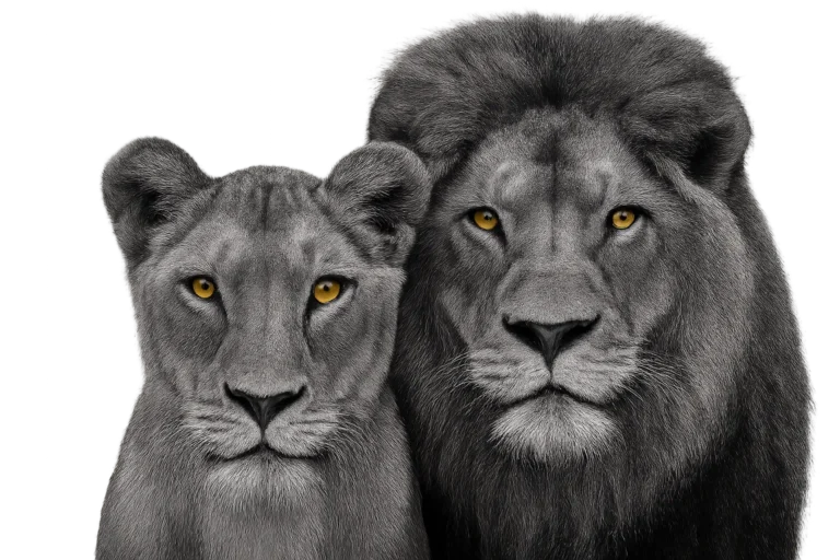 Black and white image of a male and female lion looking directly at the camera, with colorized eyes symbolizing balance, strength, and partnership in spousal support
