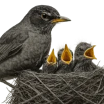Black and white image of a mother robin in a nest with her chicks, eyes selectively colorized to symbolize protection, stability, and the importance of the matrimonial home during divorce